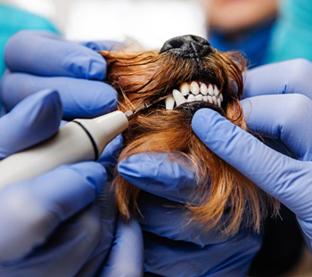 Conroe Dog Dentist