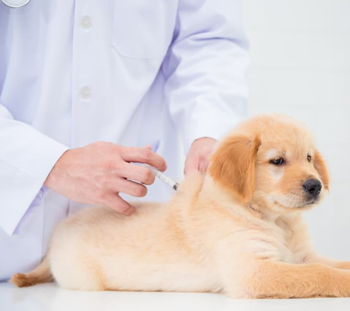 Dog Vaccinations in Danville