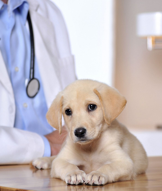 best Florence veterinarian clinic