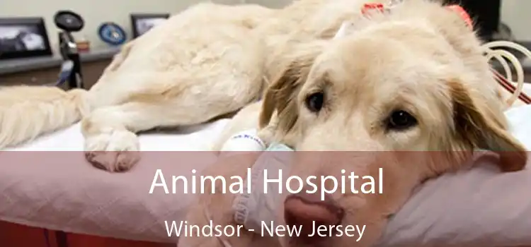 Animal Hospital Windsor - New Jersey