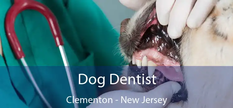 Dog Dentist Clementon - New Jersey