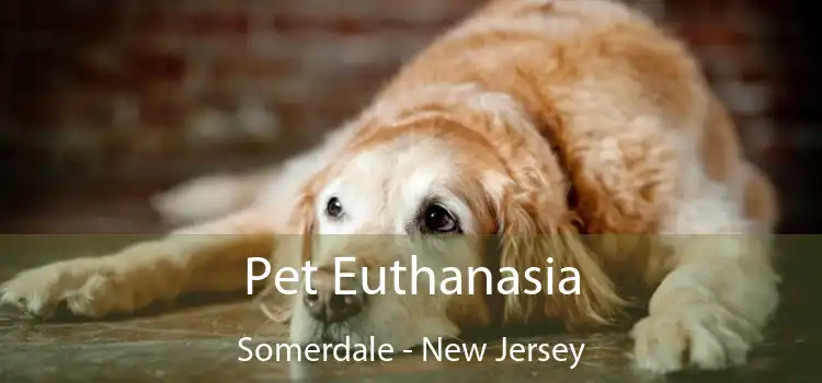 Pet Euthanasia Somerdale - New Jersey