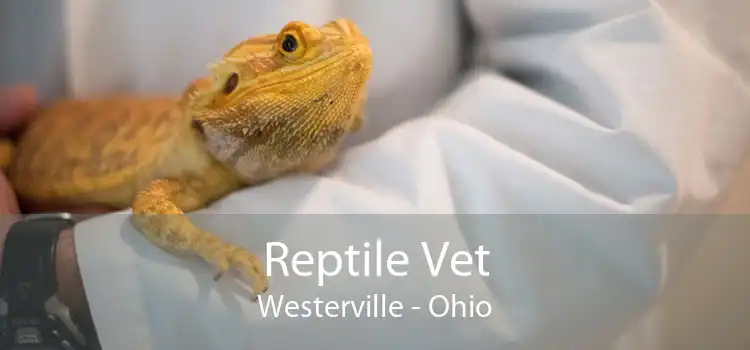 Reptile Vet Westerville - Ohio