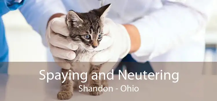 Spaying and Neutering Shandon - Ohio