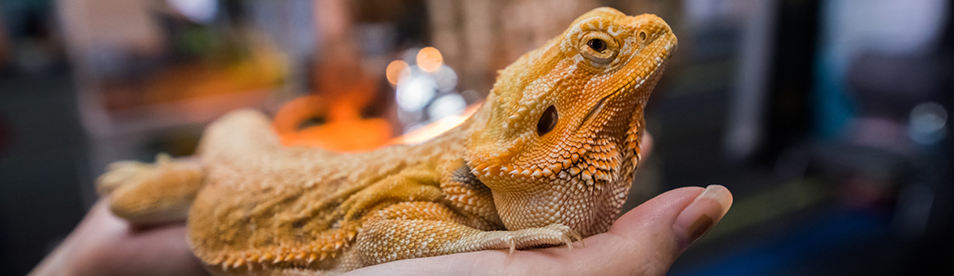 24 hour reptile vet best sale near me